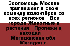 Зоопомощь.Москва приглашает в свою команду волонтёров со всех регионов - Все города Животные и растения » Пропажи и находки   . Магаданская обл.,Магадан г.